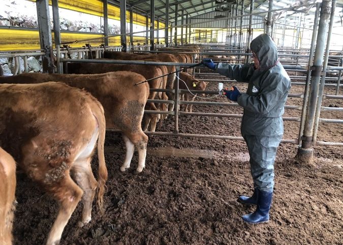 합천군, 소·염소·사슴 등 구제역 예방 백신 일제접종 실시