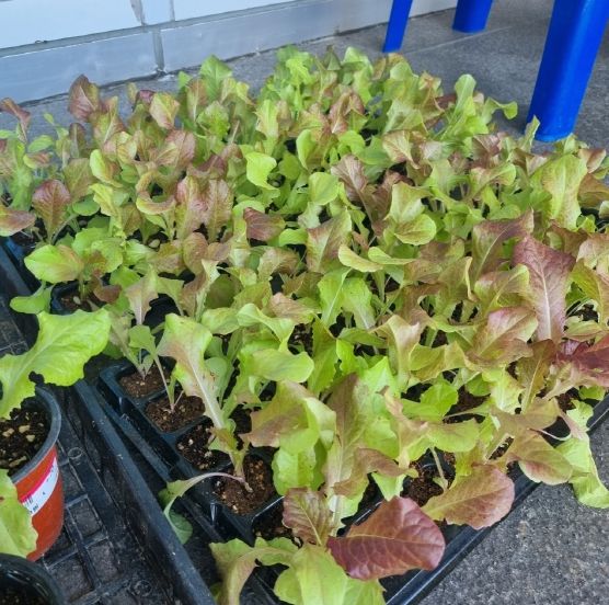 부산 동구, 도시농업 활성화를 위한‘봄맞이 모종나눔행사’개최