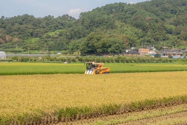 식량산업- 벼 수확
