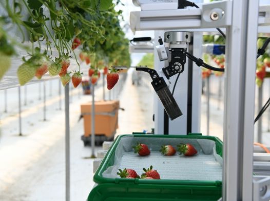 로봇이 딸기 재배, 홍성의 희망 ‘홍희딸기’ 미국 수출길 화창