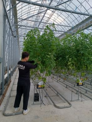 토마토 재배 스마트 팜 사진