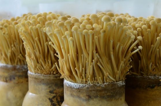 충북농기원, 갈색 팽이버섯‘여름향1호’내수시장 확대 돌입