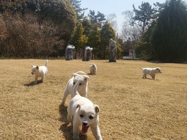 반려동물 친화관광도시 태안…지역경제 활성화 기대