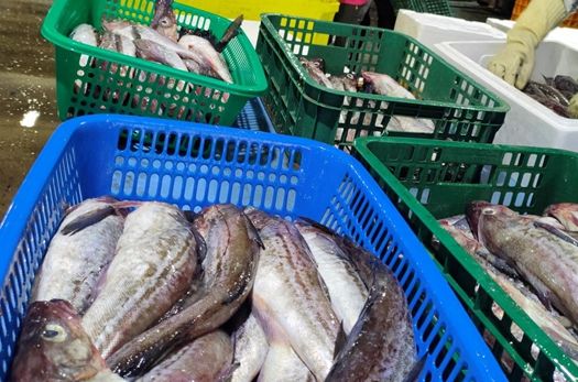 동해항 반입 생태 사진