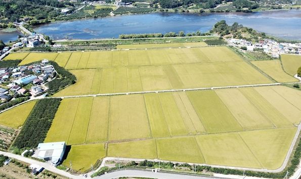 주남저수지 인근 황금들판