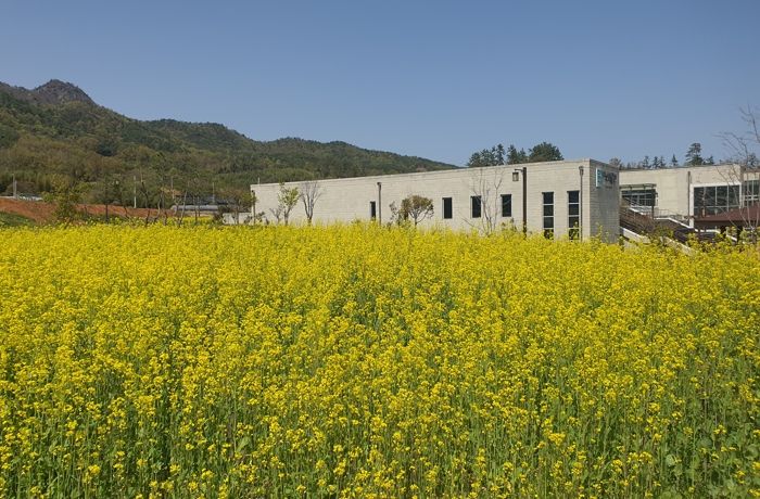 강진에 조성된 유채꽃 단지. 포토존이 함께 마련돼 있어 인생 사진을 찍으려는 관광객들에게 큰 인기를 끌고 있다.