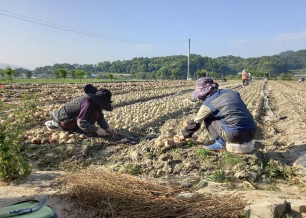 2024년 일손지원 기동대가 농작업을 하는 모습