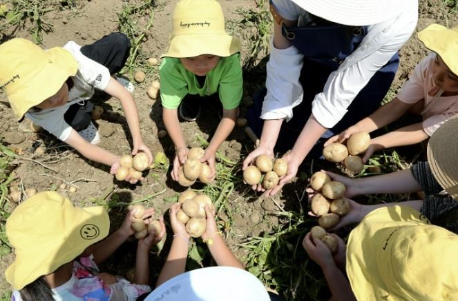 2024년 감물감자축제에서 감자캐기 체험을 하는 아이들