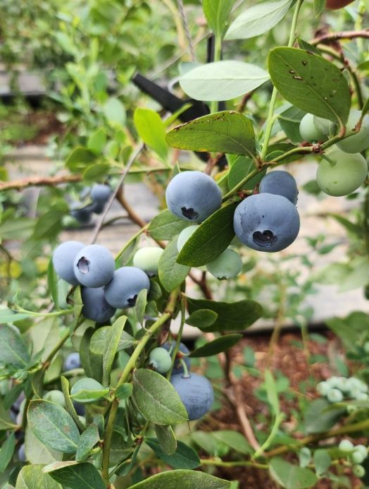 곡성군, 2025년 블루베리 조기 출하