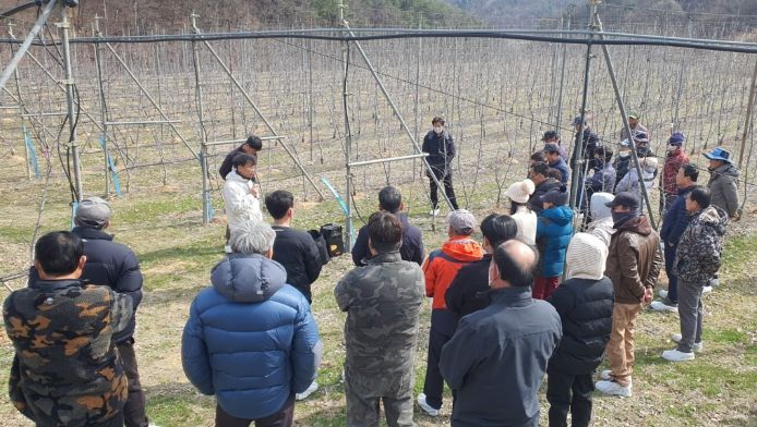김천시, 사과 다축 재배 현장 교육