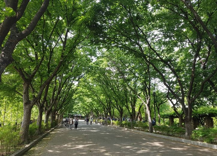 두류공원, 힐링·운동·산보·꽃구경까지 도심 속 최대 휴식처