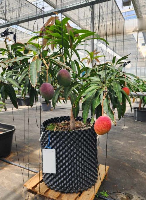 영천시 아열대 스마트팜 단지 내 재배실증 중인 애플망고