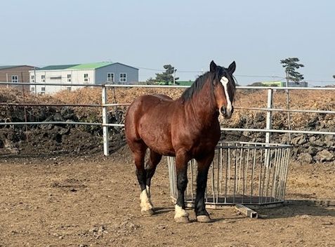제주산 비육마, 사상 첫 일본 수출 성사