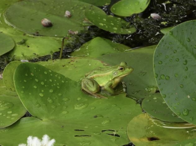 시흥시 연꽃테마파크