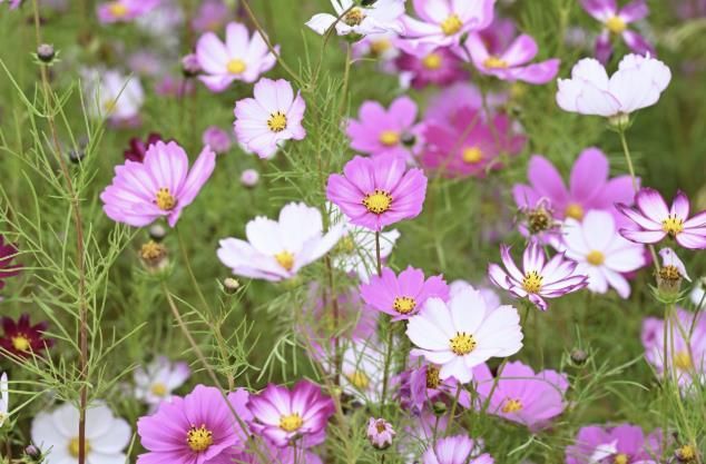 '구리 코스모스 축제' 2025년 경기도 우수축제에 선정