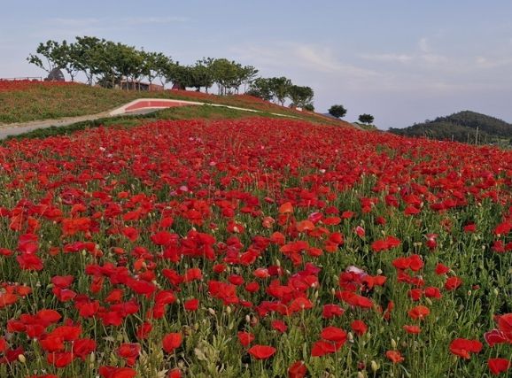 맨드라미 섬에 활짝 핀 꽃양귀비..