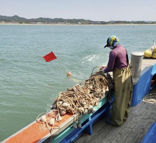 12일 소원면 의항리에서 주꾸미 산란시설물을 설치하는 모습.