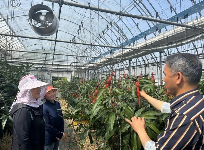 고흥군, 애플망고 재배 농가에 현장 기술지도 강화