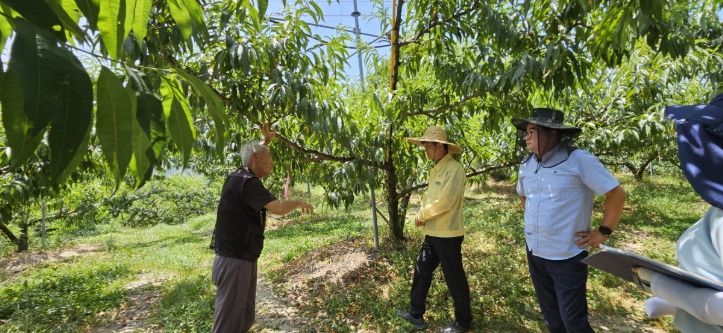 가을철 복숭아 과원 관리 철저 당부