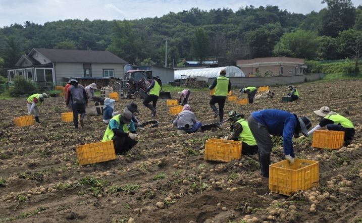 계절근로자 작업 모습