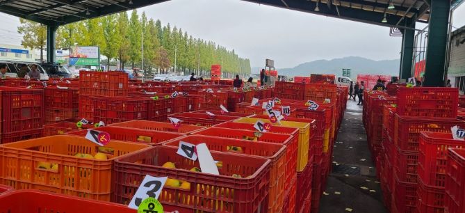 상주 곶감용 떫은감, 온라인 전자경매 시범 도입