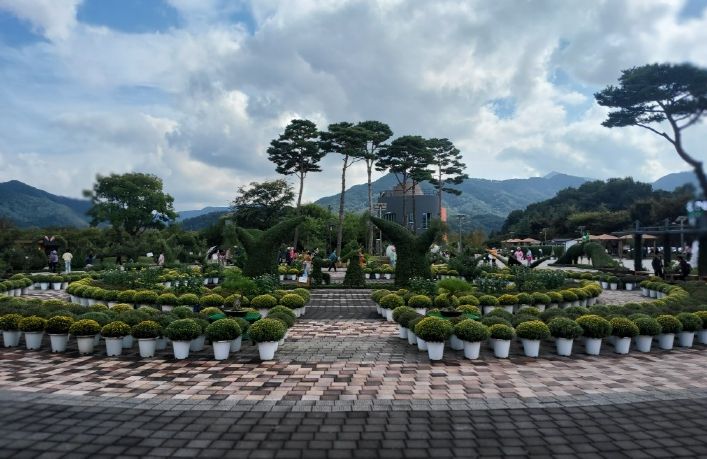 거창창포원 작년 국화사진