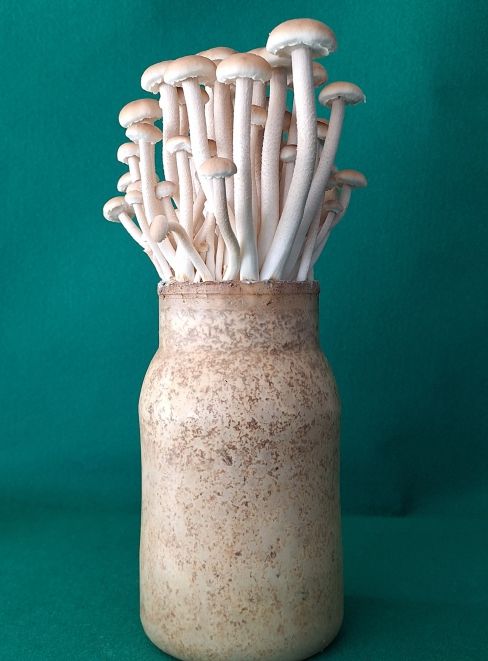 버들송이 신품종 ‘아삭송’ 품종