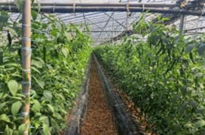 시설고추 재배지