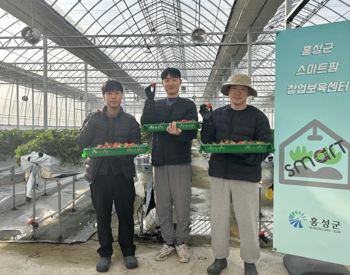 홍성군, 청년농 딸기 첫 출하!