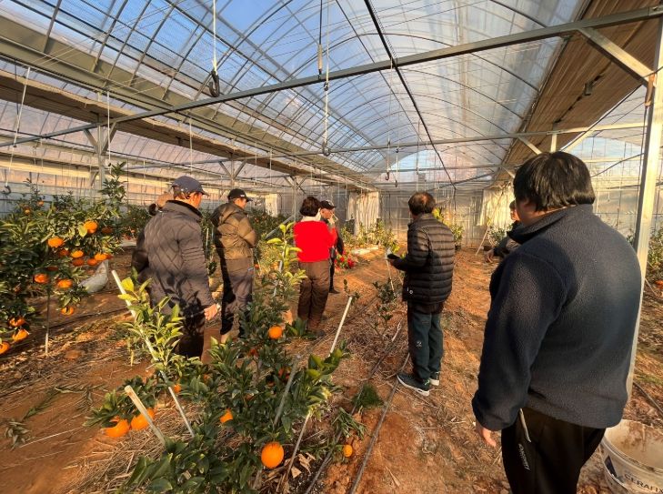 만감류 현장컨설팅