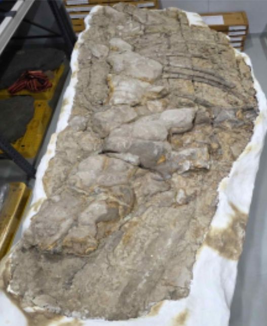 포항 신생대 두호층 고래화석