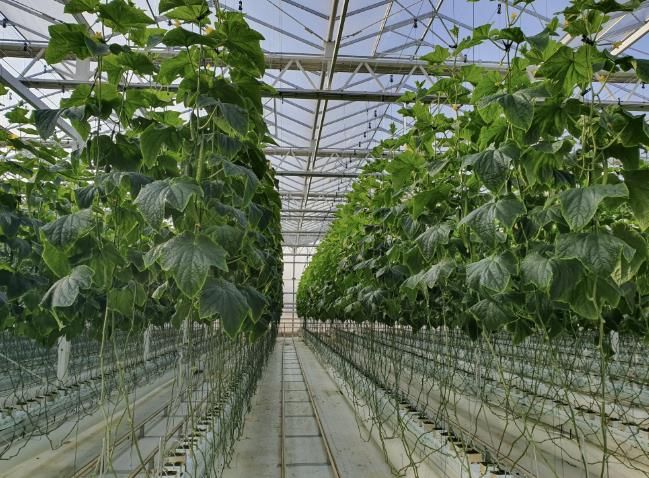 상주시 수경재배 분석 이용 농가수 58% 늘어