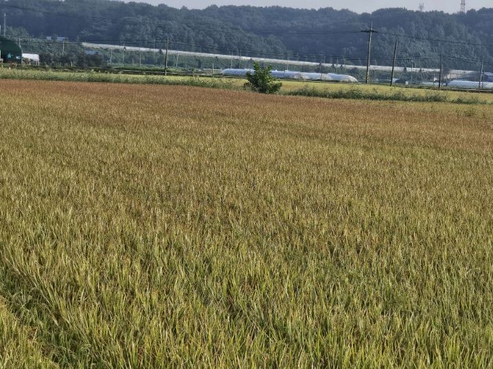 서천군, 벼 깨씨무늬병 사전예방 당부