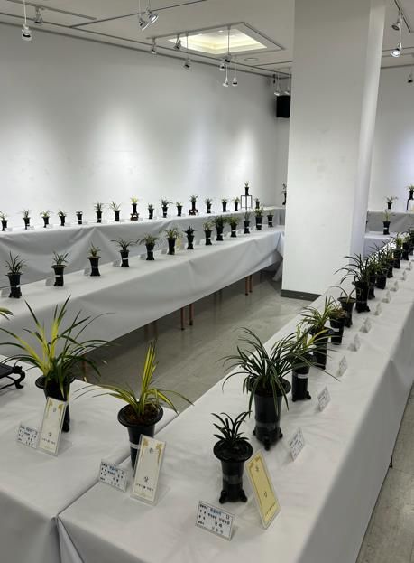 2025년 난 연합회 봄 전시회