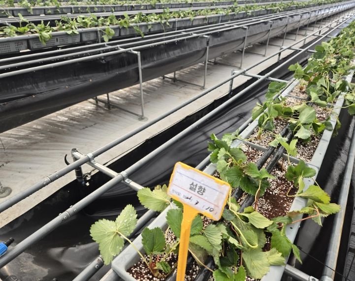 고품질 딸기 생산을 위한 우량묘 정식완료