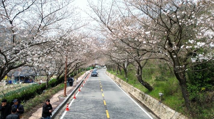 나주시가 오는 4일 한수제 일원에서 ‘2026년 제12회 한수제 벚꽃축제’를 개최한다.