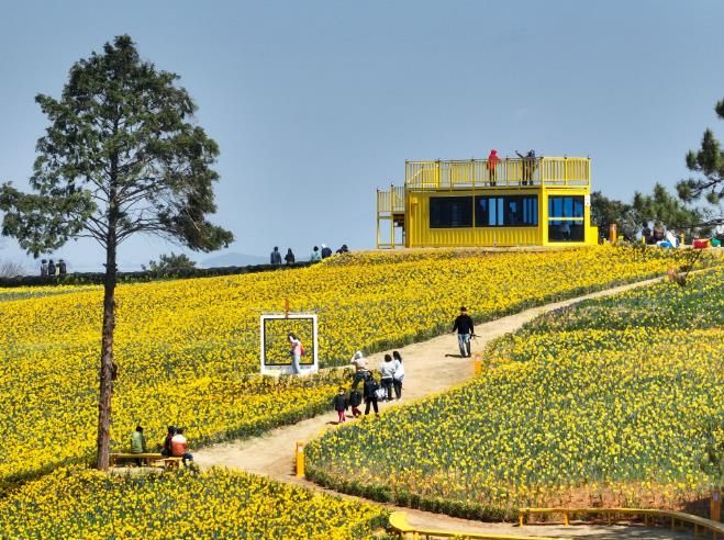 종자·종묘 생산기반 구축 사진-신안 선도 수선화 축제(신안군 제공).