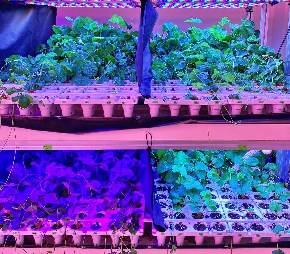 충북농기원, LED 다단재배 장치 특허 등록