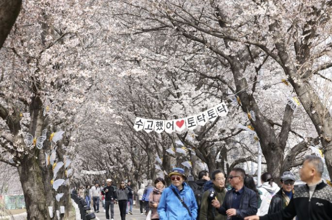 보은군, ‘2026 보은 벚꽃길 축제’ 성황리 마무리