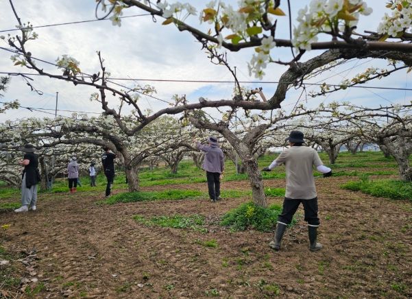 1. 천안시농업기술센터 직원들이 성환읍 농가에서 인공수분 일손돕기 봉사를 하고 있다